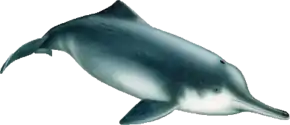 Tegning af kinesisk floddelfin