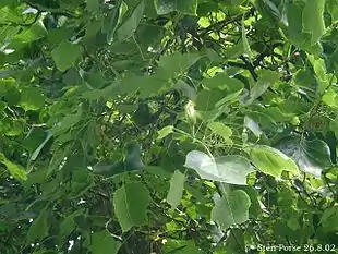 Almindelig Tulipantræ