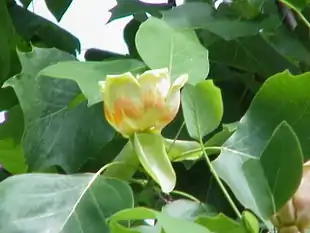 Almindeligt Tulipantræ (Liriodendron tulipifera) Foto: Kurt Stüber