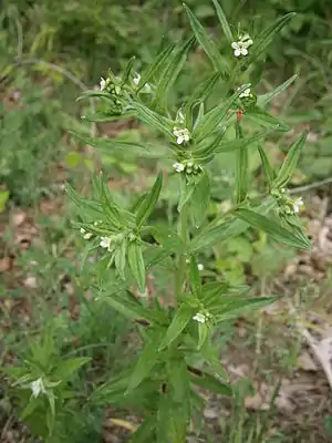 Lægestenfrø (Lithospermum officinale) Foto: Réginald Hulhoven