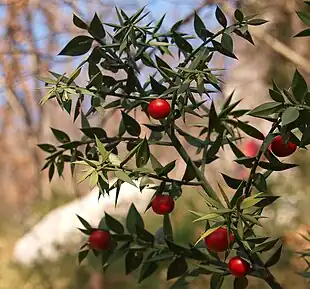 Musetorn (Ruscus aculeatus) Foto: Ljuba Brank