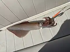 Loligoblæksprutte (Loligo forbesii)