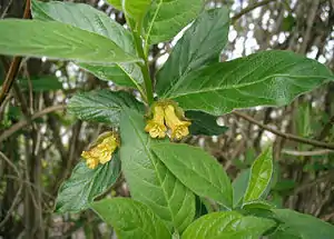 Man ser de tæt behårede blade og de rørformede blomster.