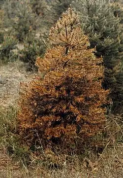 Træ med fyrrens sprækkesvamp