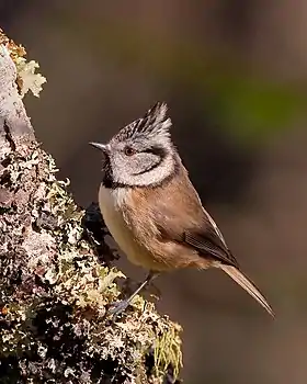 Topmejse (Lophophanes cristatus)