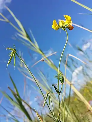 Smalbladet kællingetand (Lotus tenuis).