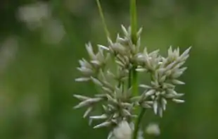Sne-Frytle (Luzula nivea) har usædvanlige blomster - for enkimbladede planter.