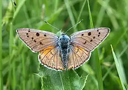 Violet ildfulg.Foto: Paolo Mazzei