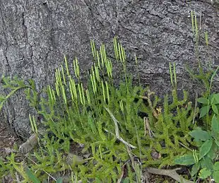 Lycopodium clavatum