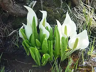 Hvid Kæmpekalla (Lysichiton camtschatcensis) Foto: Alpsdake
