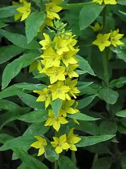 Prikbladet Fredløs (Lysimachia punctata).