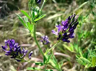 Lucerne, blomstrende skud og blade Foto: Isidre Blanc