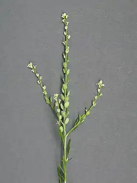 Havekarse (Lepidium sativum).