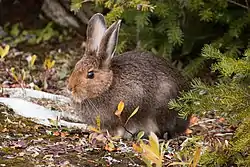 Sneskohare (Lepus americanus)