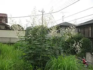 Hvid Jodplante (Macleaya cordata)Foto: sphl