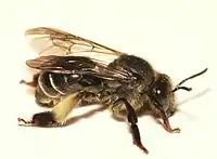 Macropis europaea, hun