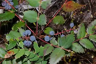 Lav Oregon-drue (Berberis nervosa) Foto: flickr: brewbooks