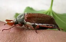 Melolontha melolontha