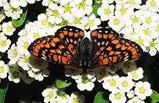 Askepletvinge    Euphydryas maturna