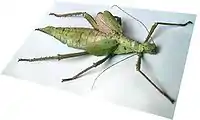 Heteropteryx dilatata fra Malaysia