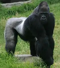 Vestlig gorilla