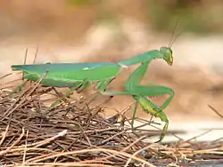 Voksen hun Sphodromantis viridis