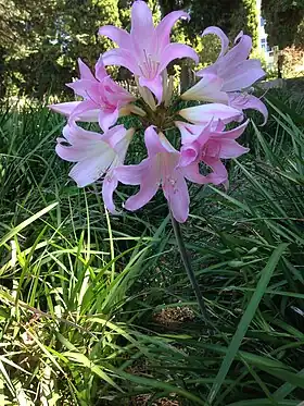 Belladonnalilje (Amaryllis belladonna) på sit naturlige vokssted Foto: Discott