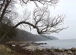 Marselisborgskovene strækker sig helt ned til stranden