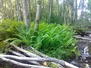 Strudsvinge (Matteuccia struthiopteris).Foto: Bjoertvedt
