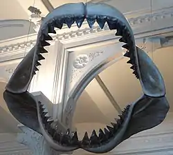 Rekonstrueret gebis af Megalodon