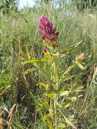 Kantet kohvede (Melampyrum cristatum)