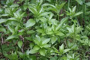 Almindelig bingelurt (Mercurialis perennis)Foto: Anneli Salo.