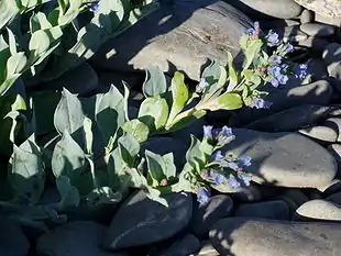 Almindelig Hestetunge (Mertensia maritima)