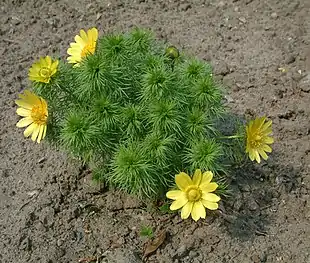 Vår-Adonis (Adonis vernalis).