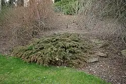 Microbiota decussata