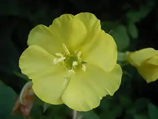 Toårig Natlys (Oenothera biennis).