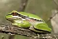 træfrø (Hyla savignyi)