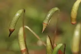 Sporehuse hos rødlig stjernemos