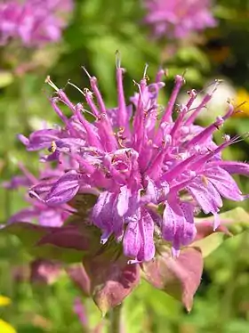 Hestemonarda (Monarda didyma) Foto: Beentree