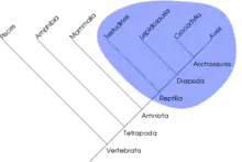 En monofyletisk gruppe