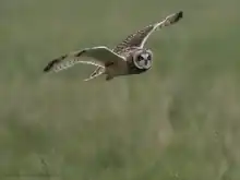 Mosehornugle i flugt.