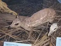 Srilankansk plettet dværghjort på Field Museum i Chicago.