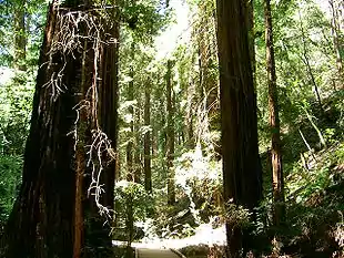 Sequoia sempervirens,Muir Woods National Monument, Californien