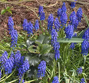 Almindelig Perlehyacint (Muscari botryoides).