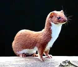 Brud, Mustela nivalis