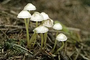 Gulstokket Huesvamp (Mycena epipterygia)