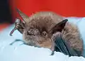 Myotis yumanensis