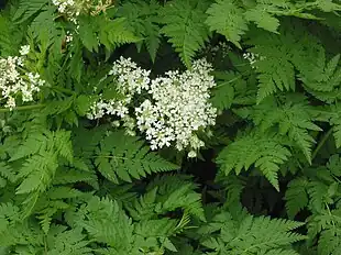 Havekørvel (Anthriscus cerefolium).