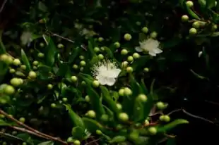 Myrteblomster set i garrigueen på Korsika.