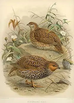 Den nu uddøde newzealandske vagtel